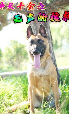 短剧《神犬千金之无声的援救》海报