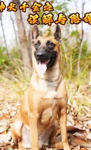 短剧《神犬千金之误解与陪伴》海报