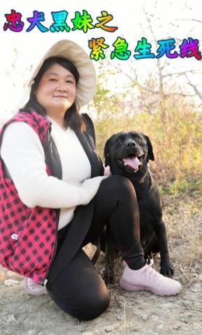 短剧忠犬黑妹之紧急生死线海报