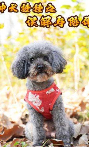 短剧神犬锤锤之误解与陪伴海报