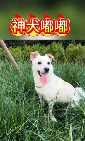 短剧神犬嘟嘟海报