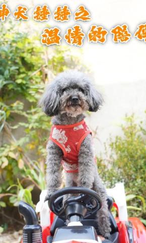 短剧《神犬锤锤之温情的陪伴》海报