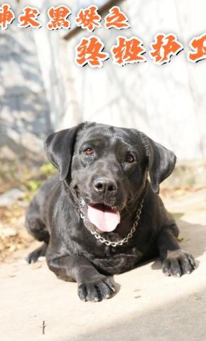 短剧《神犬黑妹之终极护卫》海报