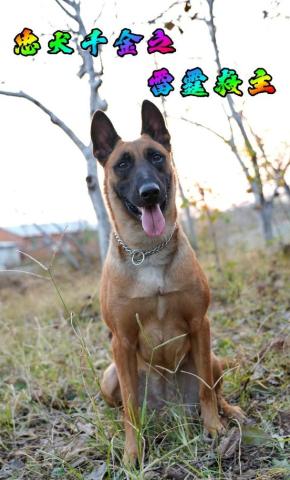 短剧忠犬千金之雷霆救主海报