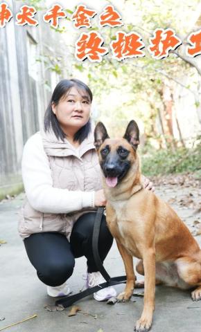 短剧神犬千金之终极护卫海报