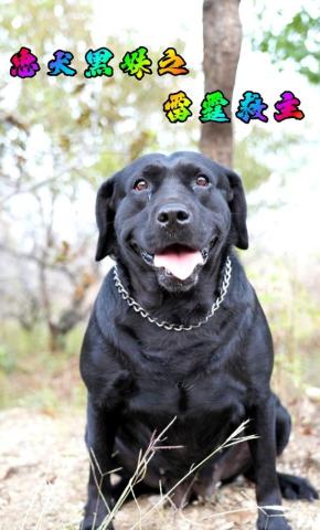 短剧忠犬黑妹之雷霆救主海报