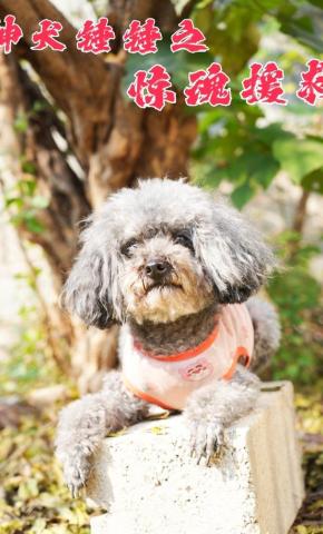 短剧《神犬锤锤之惊魂援救》海报
