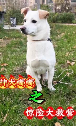 短剧神犬嘟嘟之惊险大救营海报