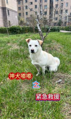 短剧神犬嘟嘟之紧急救援海报