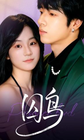 短剧《囚鸟》海报