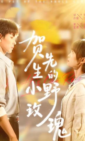 短剧贺先生的小野玫瑰海报