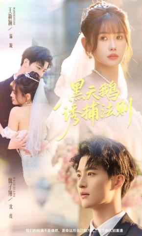 短剧《黑天鹅诱捕法则》海报