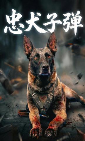 短剧《忠犬子弹》海报