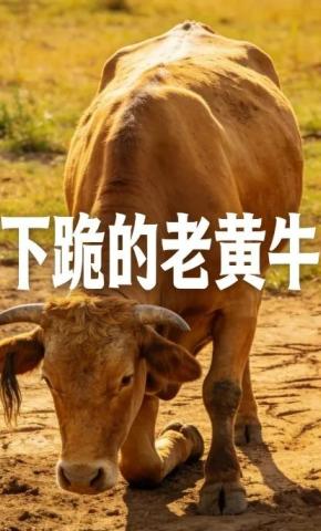 短剧《下跪的老黄牛》海报