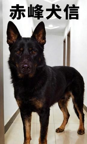 短剧《赤峰犬信》海报