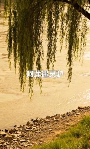 短剧《阿莲遇灵驴》海报