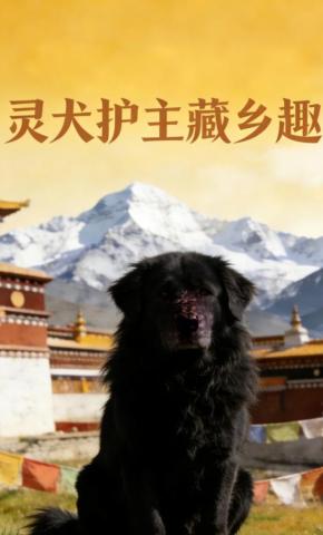 短剧《灵犬护主藏乡趣》海报
