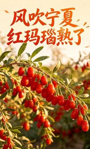 短剧《风吹宁夏红玛瑙熟了》海报