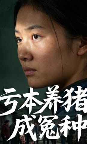 短剧《亏本养猪成冤种》海报