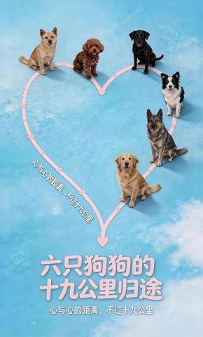 短剧《六只狗狗的十九公里归途》海报