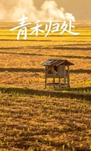 短剧《青禾归处》海报