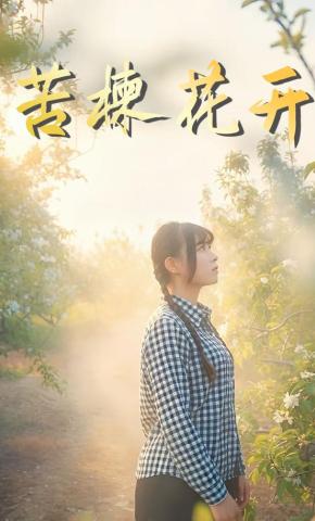 短剧《苦楝花开》海报