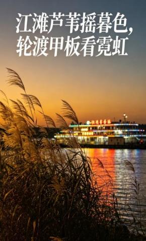 短剧《江滩芦苇摇暮色，轮渡甲板看霓虹》海报