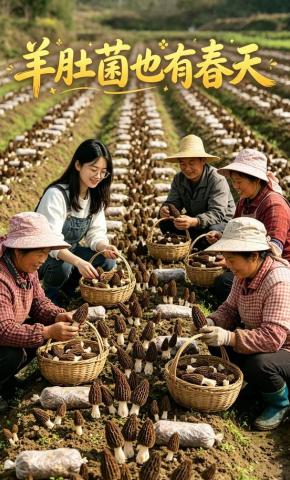 短剧《羊肚菌也有春天》海报